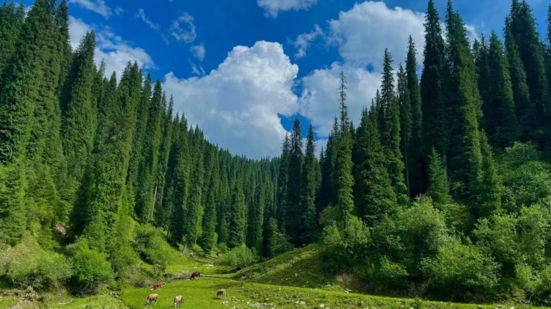 5.webp.png 5.webp.png